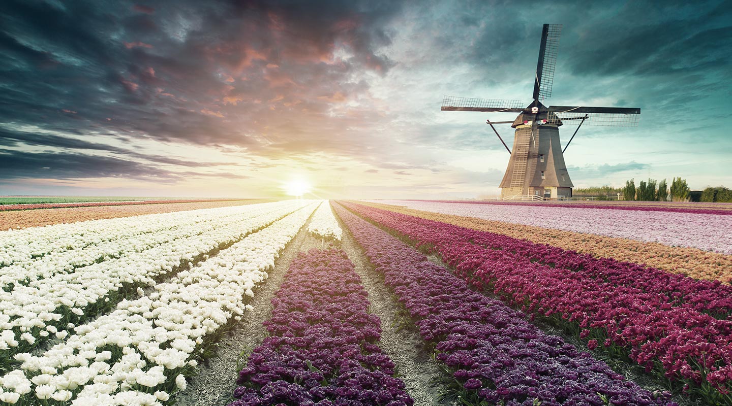 holanda-molino-responsive